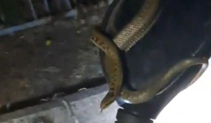 Motosiklette yılan paniği! İşte o anlar