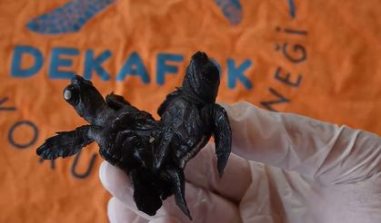 Doğada nadir görülen olay: Siyam ikizi caretta caretta yavrusu
