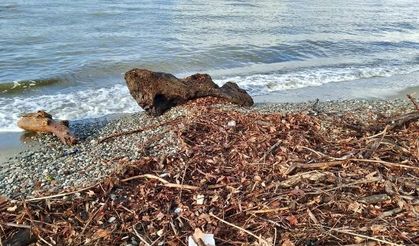 Edremit'te şiddetli lodos sahili kirletti: Deniz ağaç ve yosun doldu