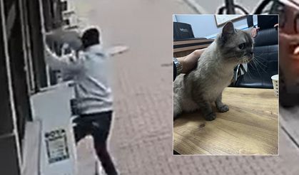 Balkona tırmanıp cins kediyi çaldı
