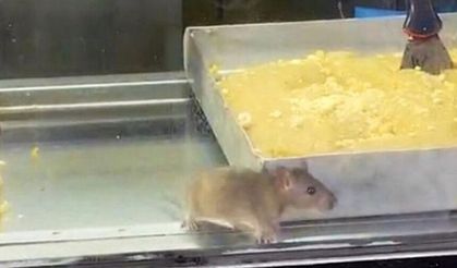 İğrenç anlar kamerada! Börek tezgahlarında fare cirit attı