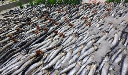 Tezgahlarda palamut yok, hamsi çok