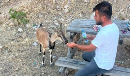 Dağ keçisini elleriyle besledi