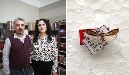 Diyarbakır'da keşfettiği yeni güve türüne eşinin adını verdi