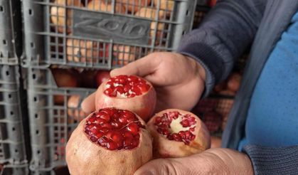 Kuraklık Zivzik narında verimi yarı yarıya düşürdü