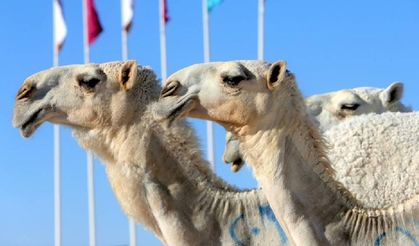 Suudi Arabistan 2 milyondan fazla deveye pasaport verecek