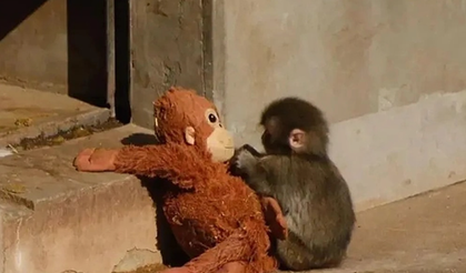 Yalnızlığıyla dündem olan Punch artık yalnız değil