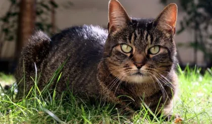 17 yıl sonra mucize kavuşma! Kayıp kedi Mozart 2009'da kayboldu, 2026'da bulundu!