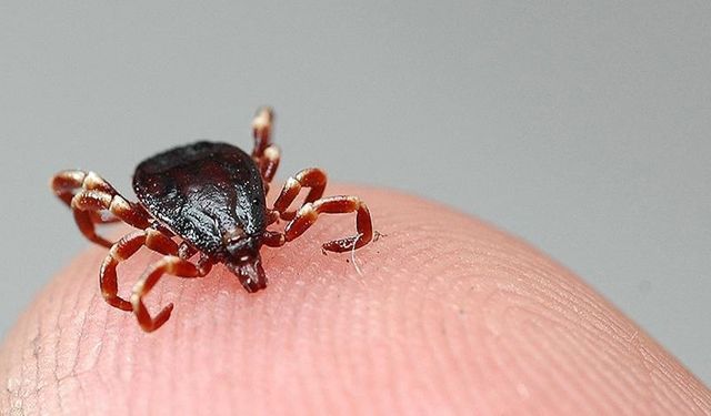 Kenelerin en çok tercih ettiği kan grubu açıklandı
