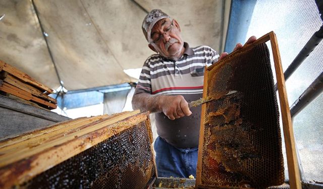 Kırklareli’nde arıcıların bal hasadı sürüyor