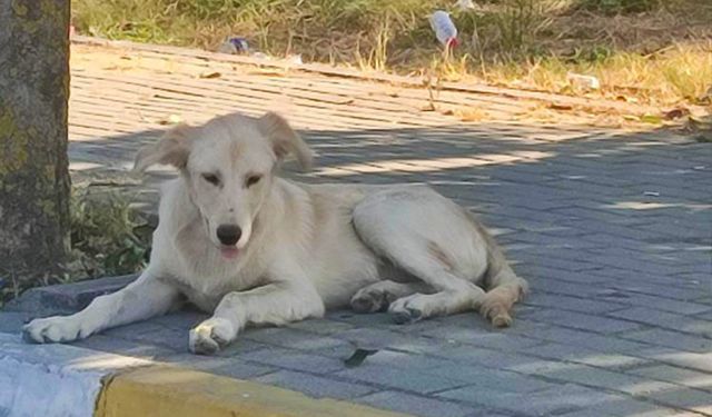 Avcılar’da boğazı kesik köpek bulundu