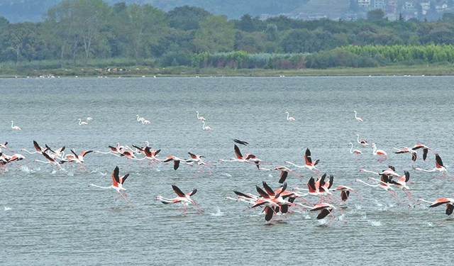 Yalova lagün kuş oteli