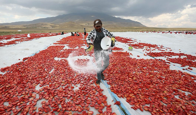 Süphan Dağı eteğinde domatesler kurutuluyor