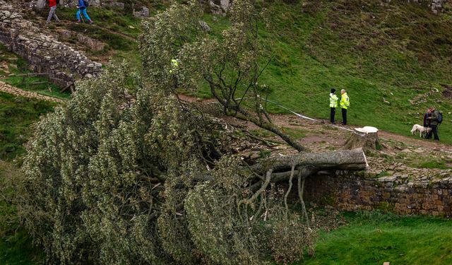 300 yıllık ağacı kesti! Bu da İngiliz vandal…