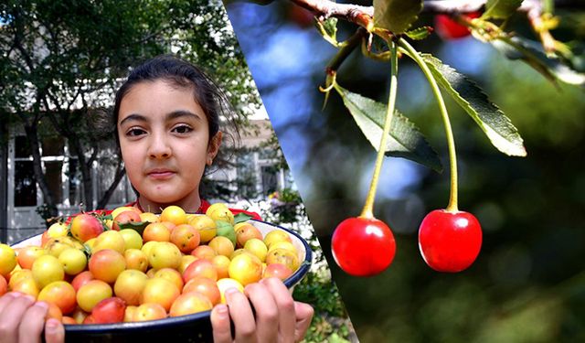 Sıcak hava Sarıkamış’a yaradı