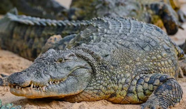 Çin'de sel sonrası timsah alarmı