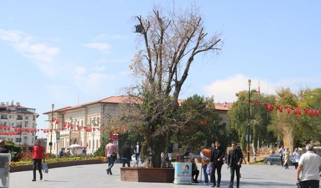 Buluşma noktasıydı! Sivas'ın sembolü ‘Tek Ağaç’ kurudu