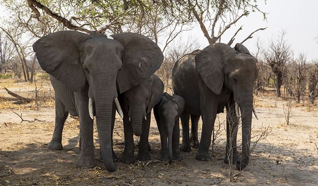 Afrika'nın doğa harikası Okavango Deltası kurudu