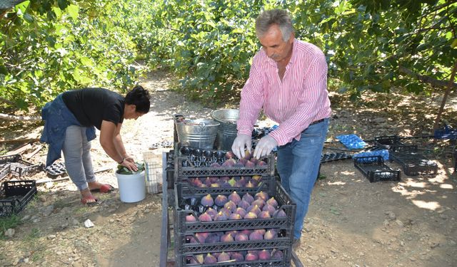 İncirde rekolte yüzde 50 düştü! Fiyatı uçtu gitti