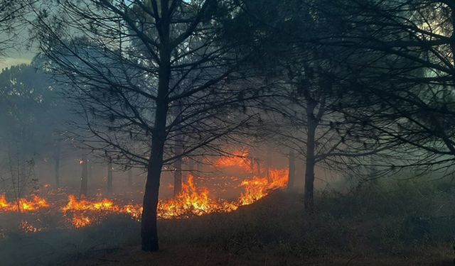 Çanakkale'de orman yangınında 2,8 hektar alan zarar gördü