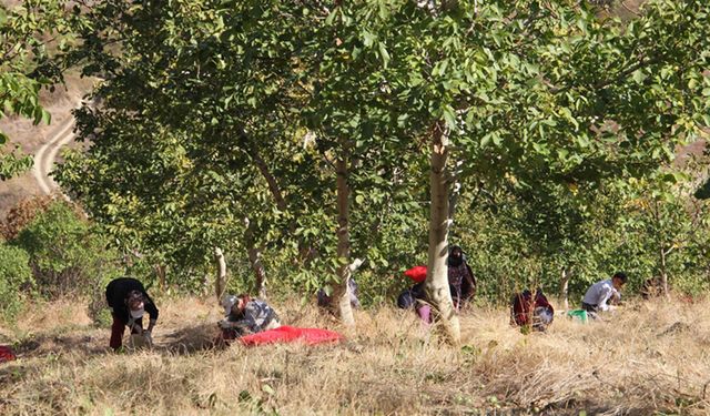 Tekirdağ’da bozuk orman ceviz hasadı başladı