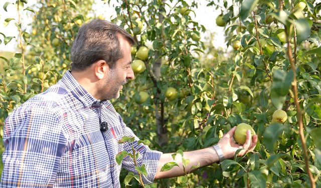 Deveci armudu hasadı başladı  