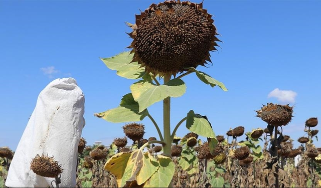 Trakya’daki yağlık ayçiçeği üreticilerine destek tutarı yükseltildi