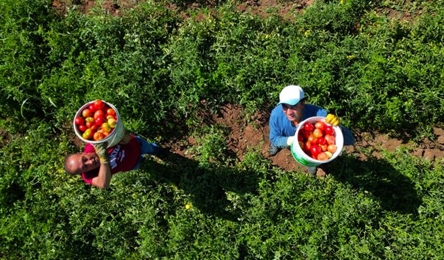 Bingöl'ün tescilli guldar domatesinin üretimine devlet desteği