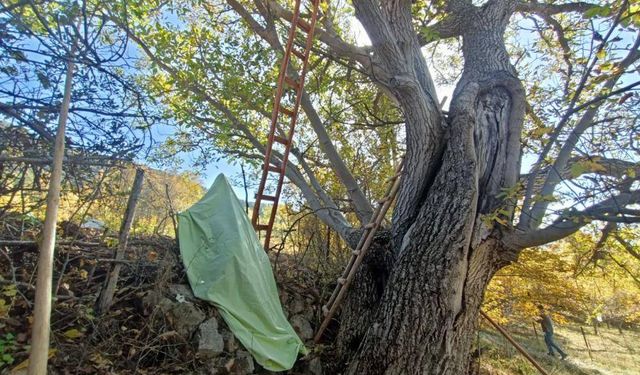 Gümüşhane’de feci ölüm! Ceviz ağacından düştü, demire saplandı!