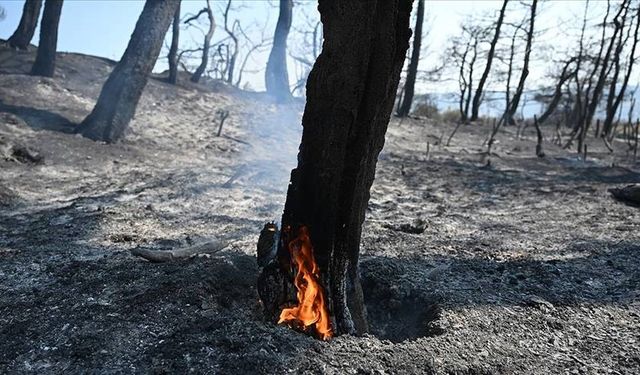 Orman yangınını önlemenin çaresi bulundu!