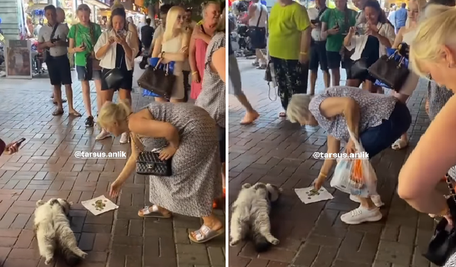 Tarsus’un kedisi bile bir başka! Mamasını yatarak kazanıyor