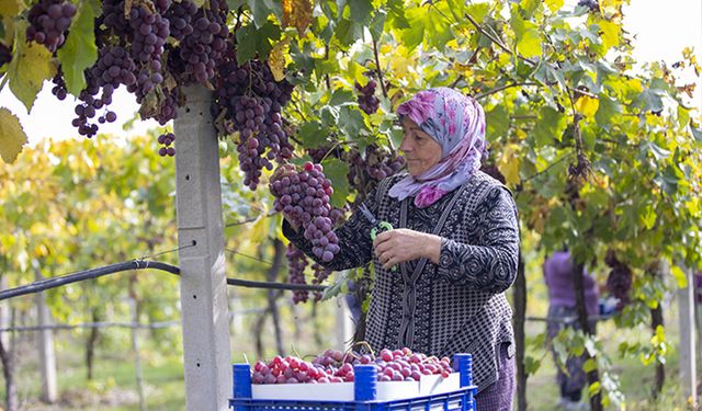 Sakarya’da hasadı yapılan bölgelere gönderiliyor