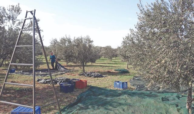 Mitolojiden günümüze "Ölümsüz Ağaç" zeytin