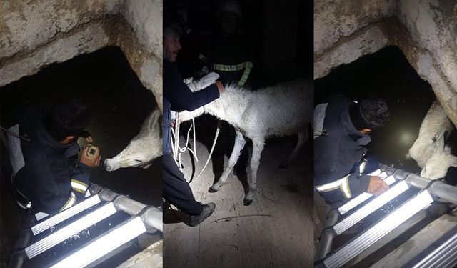 Hatay'da ilginç olay! Kuyuya düşen eşek kurtarıldı