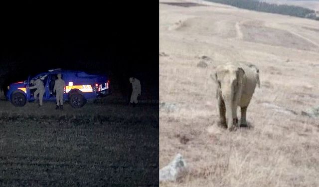 Ardahan'da fil görüldü iddiasına valilikten açıklama