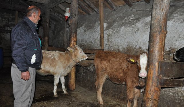 Kars’ta torunlarının tedavisini karşıladıkları inekler çalındı