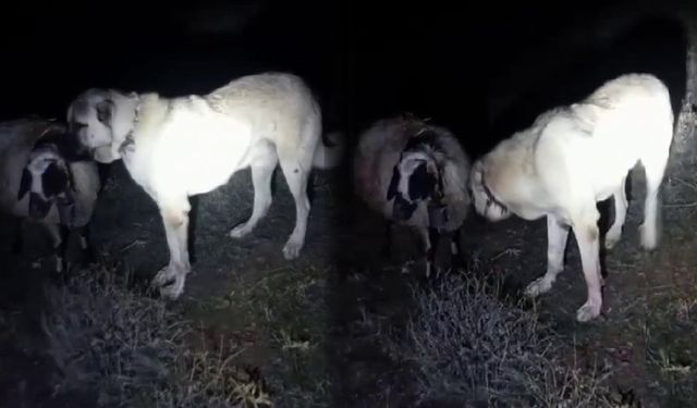 Kangal köpeğinin vefası hayran bıraktı