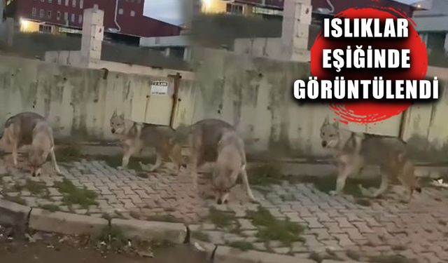 İstanbul'da kurt alarmı! Başakşehir'de görüldü