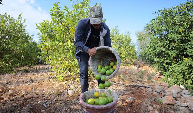 Çukurovalı limon üreticileri destek istiyor