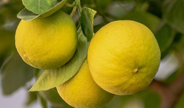 Limon seçerken nelere dikkat etmeliyiz? Sulu limonun püf noktası kabuğunda gizliymiş…