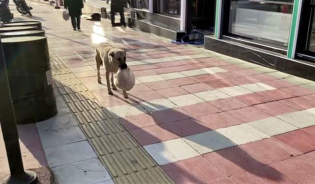 Sözde hayvan! Yemekleri her gün yavrularına götürüyor