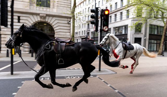Askerden kaçan atlar Londra'yı birbirine kattı!