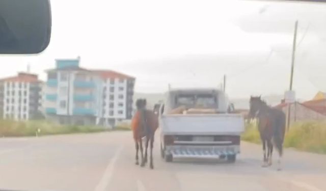 Bursa'da tepki çeken görüntü: Atları aracın arkasına bağlayıp koşturdu