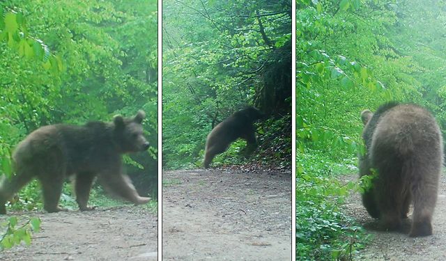 Boz ayı bahara dayanamadı! Ormanda gezintiye çıktı