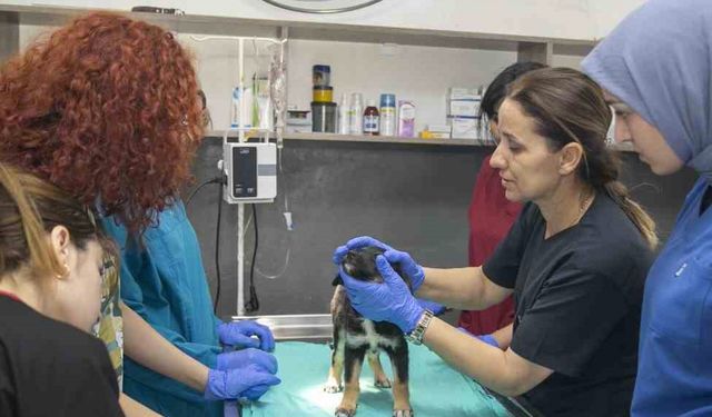 Veteriner sağlık teknikerliği öğrencileri hayvan bakımevinde staj görüyor