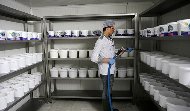 Manda sütü devlet desteğiyle kurulan tesiste ürüne dönüştürülüyor