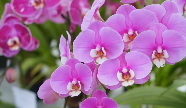 Orkidelerinizi coşturacak sır tarçınla bakım