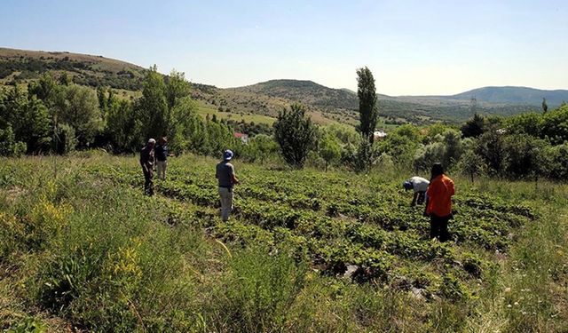 Çilek üretimine başlayan çiftçi, talebe yetişmekte zorlanıyor