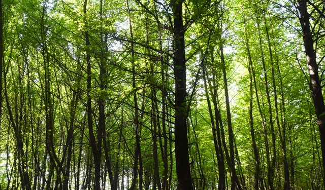 Yaygınlaşan terapi ormanları "strese iyi gelecek"