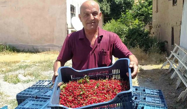 Hisarcık’ta vişne alımlarına başlandı